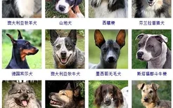 中型犬品种大全 这些狗狗你都认识吗