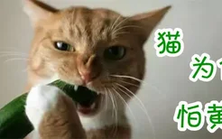 猫为什么怕黄瓜