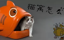 猫窝怎么清理