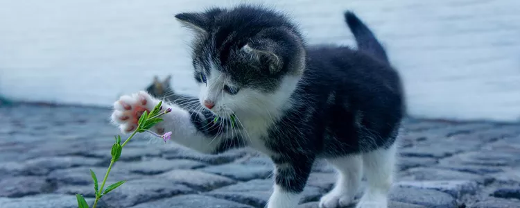 猫咪能吃生鱼吗 可能是导致寄生虫的诱因猫咪能吃生鱼吗 可能是导致寄生虫的诱因