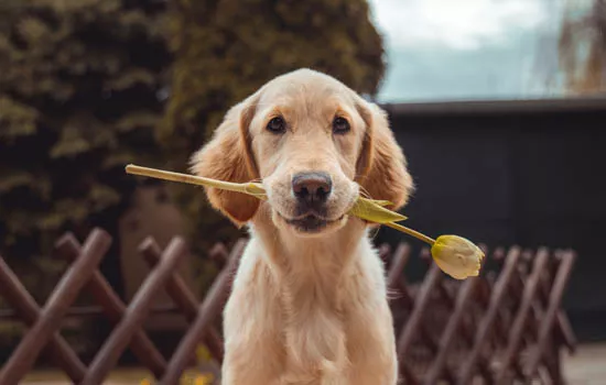 狗狗可不可以吃生的红萝卜