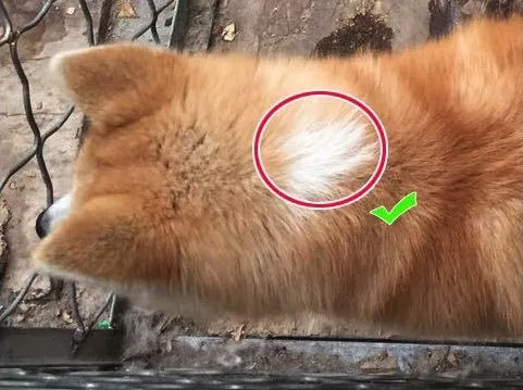  柴犬和秋田犬的区别是什么3