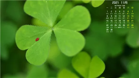 月季花什么时候种植最好