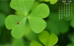 月季花什么时候种植最好