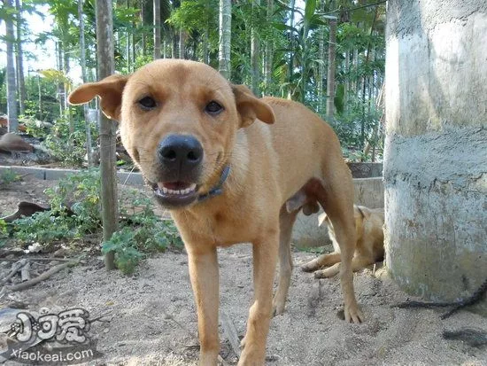 中华田园犬怎么训练上厕所 中华田园犬定点大小便训练教程1