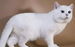 猫为什么喜欢纸盒子? 盒子才是猫咪的真爱啊！