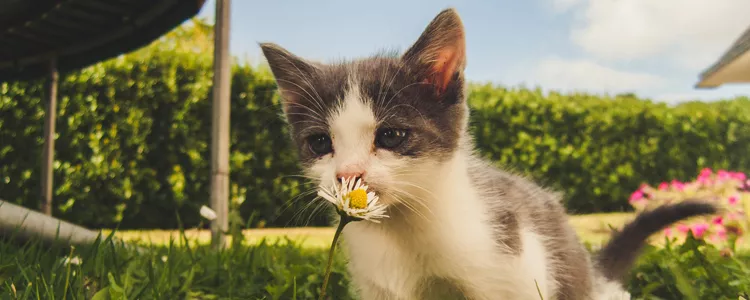 猫咪尿血是怎么回事 如何护理预防