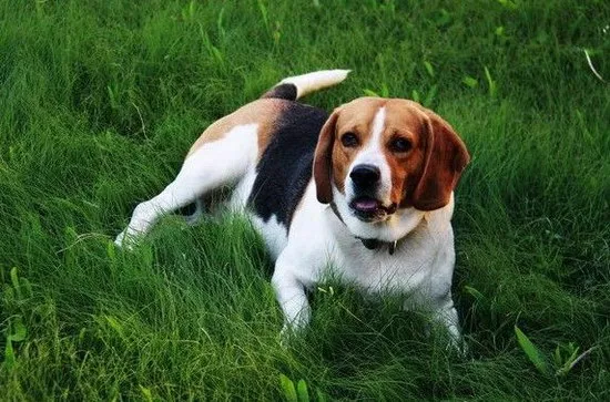 米格鲁价格 米格鲁猎兔犬多少钱一只 2