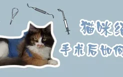 猫咪绝育手术后如何护理