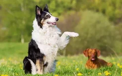 边境牧羊犬怎么看纯不纯 纯种边境牧羊犬特征介绍