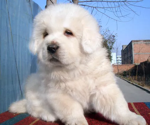 恶霸犬怎么样