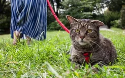 怎么让猫清洁自己菊花 清洁屁股是猫咪天性