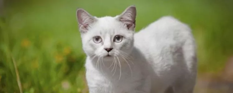 猫晚上要不要喂吃的 看你平时的饲养习惯！