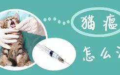 猫瘟怎么治疗