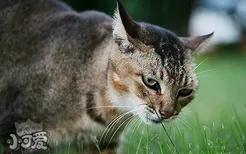 怎么训练索马里猫握手 索马里猫握手训练方法