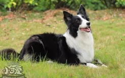 边牧感冒吃什么药 边境牧羊犬感冒治疗方法