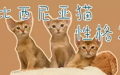 阿比西尼亚猫性格怎样