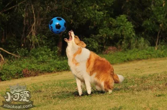 边境牧羊犬怎么洗澡 边牧洗澡流程