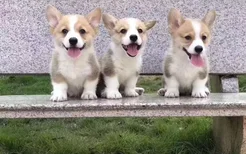 台湾高山犬幼犬多少钱