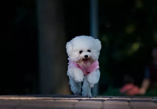 贵宾犬多少钱一只 纯种贵宾犬价格多少介绍1