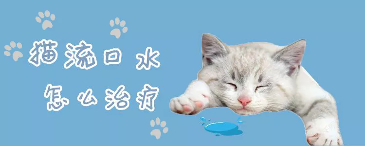 猫流口水怎么治疗