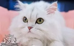 金吉拉猫怎么洗耳朵 金吉拉猫洗耳朵步骤