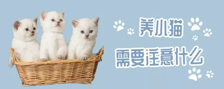 养小猫需要注意什么