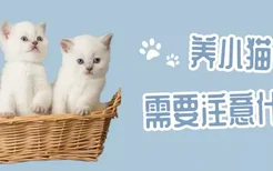 养小猫需要注意什么