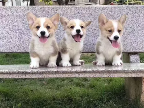 国内最好的恶霸犬犬舍