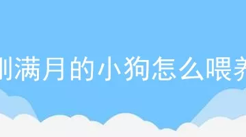 刚满月的小狗怎么喂养