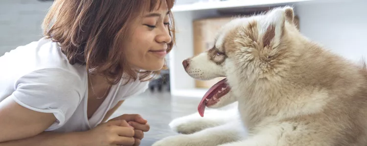 狗狗毛发干燥发黄怎么办 这几点做好顺滑度堪比真丝狗狗毛发干燥发黄怎么办 