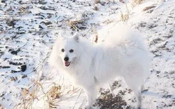 银狐犬怎么看纯不纯 纯种银狐犬辨认方法