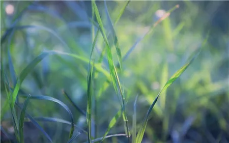 种植仙人掌用什么土