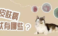 猫皮肤病症状有哪些