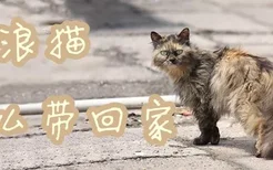 流浪猫怎么带回家