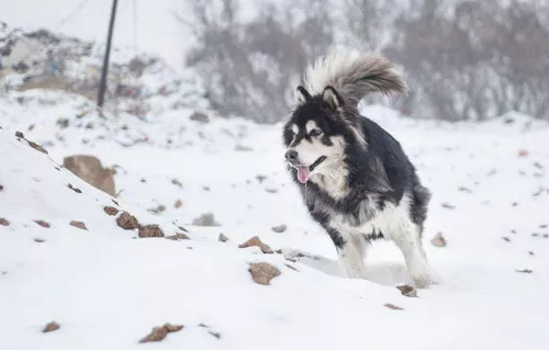 阿拉斯加犬怎么看纯不纯 阿拉斯加犬是不是纯种查看技巧1