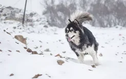 阿拉斯加犬怎么看纯不纯 阿拉斯加犬是不是纯种查看技巧