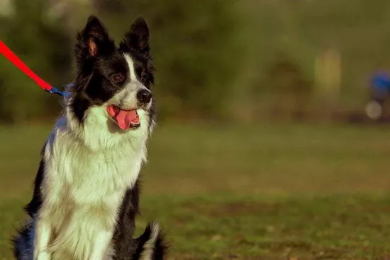 边境牧羊犬怎么看纯不纯 纯种边境牧羊犬特征介绍3