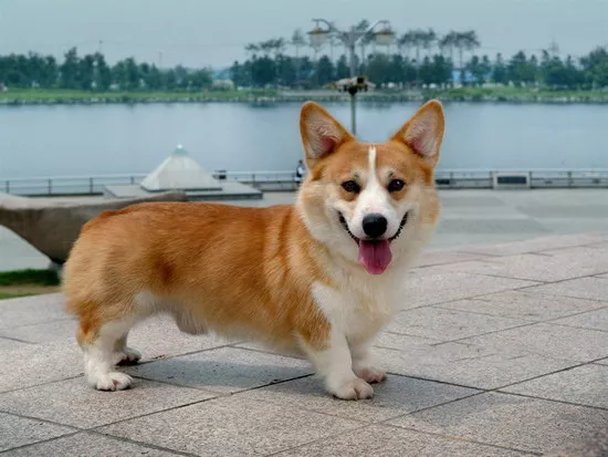 柯基犬怎么看纯不纯 纯种柯基犬挑选方法2