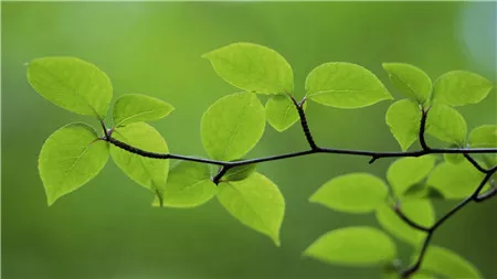 太阳花花语是什么意思