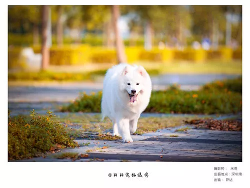 格惠犬什么体型快