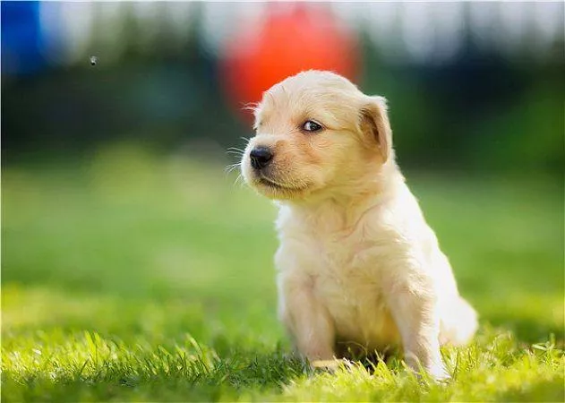 奶油柯基犬怎么鉴别