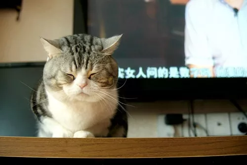 美国短尾猫怎么治疗猫癣 美国短尾猫猫藓治疗方法