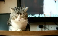 美国短尾猫怎么治疗猫癣 美国短尾猫猫藓治疗方法