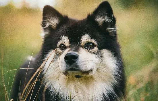 刚买的狗狗吐了怎么办