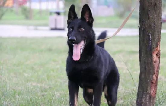 东德牧羊犬怎样训练 东德牧羊犬训练方法1