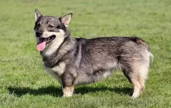 茶杯犬能吃米饭吗