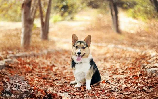 柯基犬泪痕严重怎么办 柯基犬泪痕严重解决办法 1