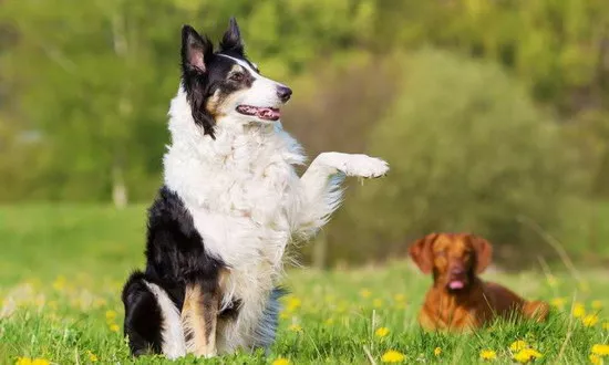 边境牧羊犬怎么养 边境牧羊犬饲养方法4