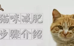 猫咪减肥步骤介绍